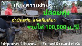 เลี้ยงควายปล่อยทุ่ง แบบสบายๆ สไตล์บ้านกำจัด @ปศุเกษตรวิถีชุมชน #กานต์ ธิวานนท์  ฟาร์ม