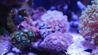 Shallow Nano Reef Tank with Nanobox Duo