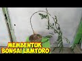 Membentuk Bonsai Lamtoro - Petai China Bagi Pemula