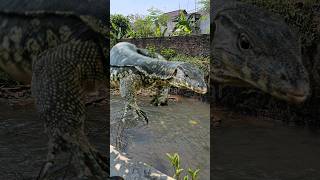 TEST MATA‼️ TEMUKAN BIAWAK DI SUNGAI INI GEZZZZ‼️‼️‼️ #shorts