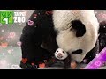 Panda Cub Reunited with Her Mom! -Taipei Zoo (Eng Sub)