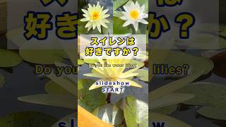 【スイレン（睡蓮）は好きですか？Do you like water lilies?】スイレンの魅力が詰まったスライドショー #睡蓮 #スイレン#shortvideo #waterlilies