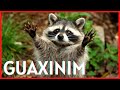 GUAXINIM - Um Animal Carismático - fatos e curiosidades