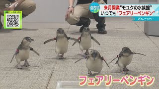 世界最小の「フェアリーペンギン」　一足早くお披露目　来月開業の都市型水族館　札幌市中央区