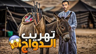 تهريب الدواج - وليد قصص