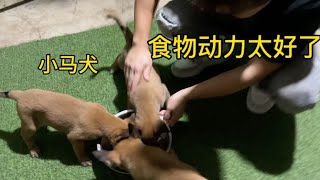 40天小马犬吃饭太快了，食物动力超好，狼吞虎咽吃个精光