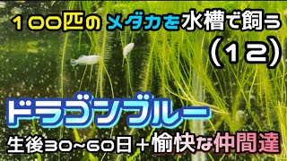 【メダカ】100匹のメダカを水槽で飼う(12)ドラゴンブルー生後30~60日！そして考え抜いたタンクメイト達！さぁもう少しで産卵だぁっ！