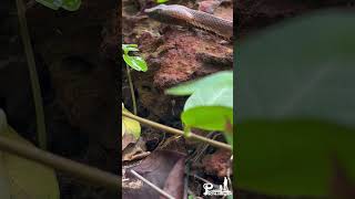 Hump - Nosed Pit Viper (മുഴമൂക്കൻ കുഴിമണ്ഡലി ) Highly Venomous.