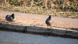 ヤマガラ　ノスリ食事　カワセミ　ヨシガモ　タシギ　今日の鳥