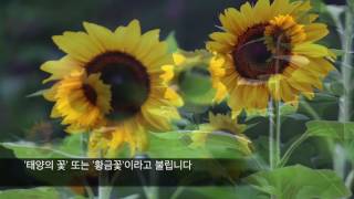 Herb story #9 해바라기가 활짝 피었어요..