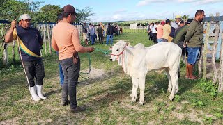 FEIRA DO GADO EM CRUZES-PE   24-02-2025 #nordeste