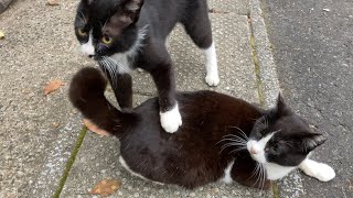 野良猫動画　2匹のハチワレがちゅーるを食べた後に1匹だけモフって腰トントンをしたらもう一匹が嫉妬したかもしれない・・・