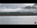 swans in ink landscape painting （pitt lake　bc　canada）　 4k　video