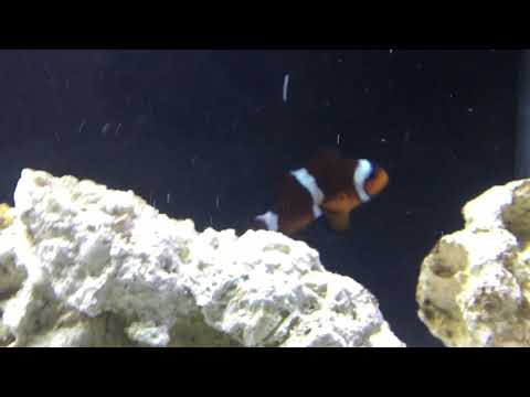 Why do clownfish have orange and white stripes?
