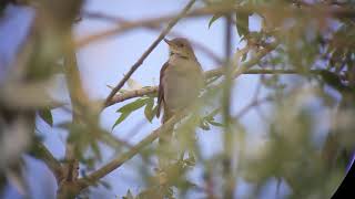 Rossignol philomèle (Luscinia megarhynchos - Common Nightingale), 01/05/2021 Auch (32)