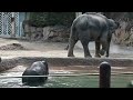 【hd】アルンの水浴び🐘 ウタイとスーリヤ🐘🐘