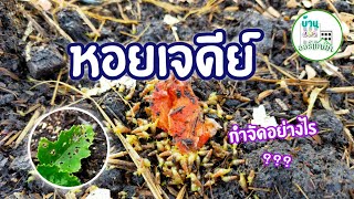 กำจัด หอยเจดีย์ ง่ายๆปลอดภัย ไม่ใช้สารเคมี | บ้านอ้อ ออร์แกนิค