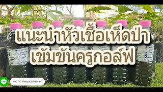 แนะนำหัวเชื้อเห็ดป่าเข้มข้นครูกอล์ฟ