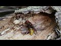 1 minuut natuur europese hoornaar koningin european hornet queen