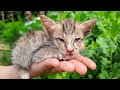 Caring for a Baby Cat I Found in a Ditch