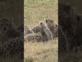 Adorable cheetah cubs and mom in their territory.