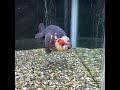 極上　江戸錦　13cm 金魚 らんちゅう goldfish