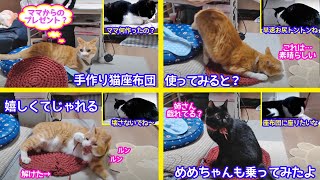 ＜保護猫通信/2021ｰ06-19＞「ほっこり猫ライブ」手作り猫座布団作成中…早速使うマック！嬉しくて戯れて糸が解ける！めめも座布団に乗ってみた♪-Cat Life TV