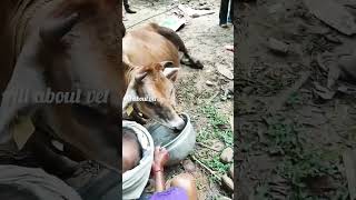 🐄കടിഞ്ഞൂൽ പ്രസവം 😓 #shots #share #farmanimals #farmer #cow #kerala #tips #sunday