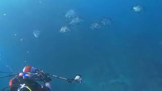 館山 巨大魚 モロコ イサキ群れ ヒゲダイ群れ 千葉ダイビング 20221122 GoPro撮影