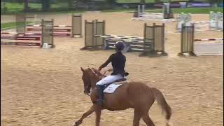 JOHNNY | Hickstead | British Novice