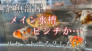 【金魚】メイン水槽がピンチか⁈リセットする？しない？#金魚 #金魚飼育 #らんちゅう #ダルマ琉金 #オランダ #水換え