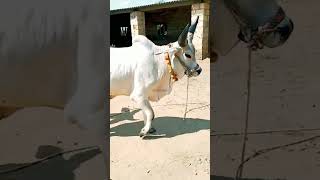 વઢીયારા બળદ ના રૂપ ના રૂપિયા છે હો.. #video #viral #બળદ #વઢીયારા_બળદ #વઢીયારા #બળદનીજોડ #oxlover