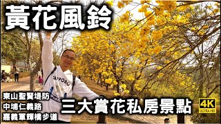 2023黃金風鈴木賞花口袋名單！【台南東山聖賢堤防】祕境大公開、【嘉義八掌溪畔】仁義路、軍輝橋熱門賞花不藏私！月桃故事館知識充電站！