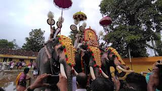 pambadi rajan പാമ്പാടി രാജനും കണ്ണനും പല്ലാട്ട് ബ്രഹ്മദത്തനും.....പൂരത്തിന് നിരന്നപ്പോൾ