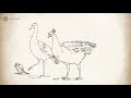 the shameless peacock nacca jataka animated buddhist stories