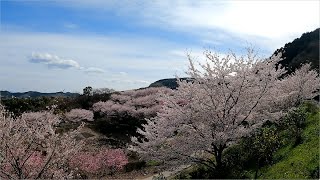 おかんと二人旅　Part99　金山サクラ　アジサイ園