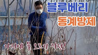 블루베리재배관리- 동계방제 Blueberry Cultivation Management - Winter Control