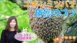 ニホンミツバチ分蜂群れ【捕獲のコツ】