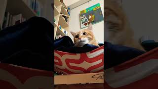 【猫動画】日常のほんの一コマを切り取った、心癒される猫のショート動画  #shorts