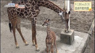 マサイキリン赤ちゃん「コナツ」すくすく　宮崎市動物園