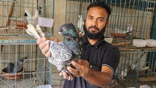 Biggest fancy pigeon farm | World Biggest Shatin Pigeon | Fancy Kabootar | Pigeon Colony at Home