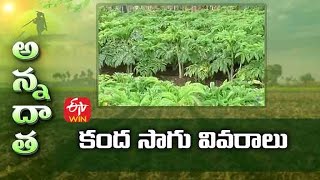 Elephant Foot Cultivation  | కంద సాగు వివరాలు | ETV