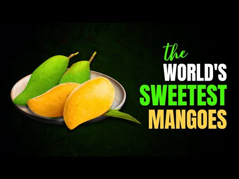 Which country has best mangoes?
