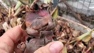 How to grow and eat Canna Edulis