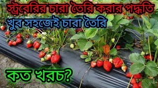 স্ট্রবেরির বীজ থেকে গাছ তৈরি করার সহজ পদ্ধতি | Easy method to grow a plant from strawberry seed