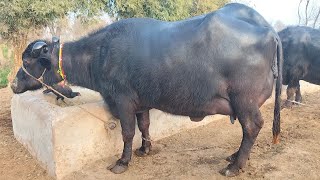 ظفرعلی بلوچ 404گ ب 2ٹاپ کلاس بھینسیں فروخت15فروری Pure Neli, Nili Ravi Buffalo For Sale on Eitfaaq