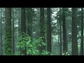 the freshness of the forest and rain sounds. white noise for relieving stress fast sleep