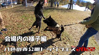 【八色の森公園ドッグフェス2022】生後11か月の記念に遊びに行ってきた【甲斐犬】