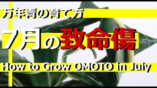 【万年青の育て方】最悪枯れる7月の致命傷　蒸れ、根の酸欠　風通し　栽培の基本　採光と芸　日当たり病害虫【万年青の豊明園】【How to Grow OMOTO in July】