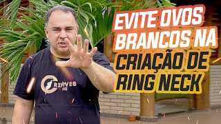 5 DICAS PARA EVITAR OVOS BRANCOS